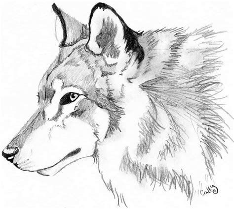 What's the best way to draw a wolf? Wolf Head by Cally-Dream on DeviantArt