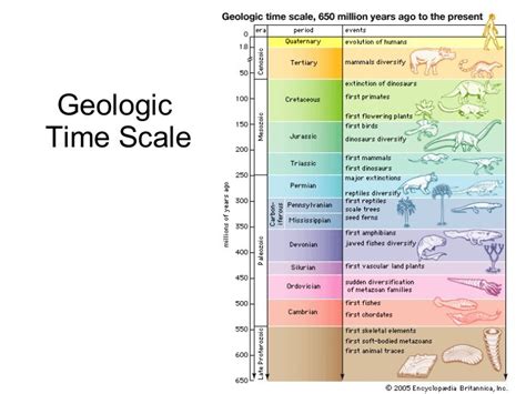 Image Result For Evolution Of Mammals Timeline Evolution Geologic