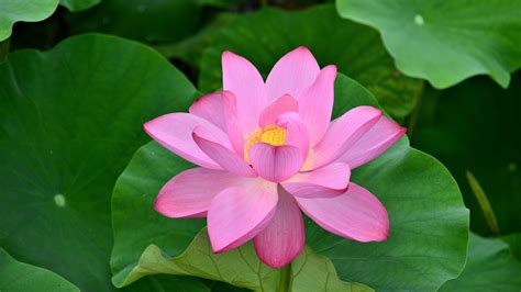 Download 5120x2880 Wallpaper Bloom Pink Lotus Flowers