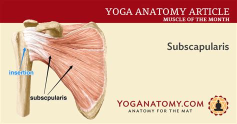 Subscapularis Rotator Cuff Muscle Yoganatomy