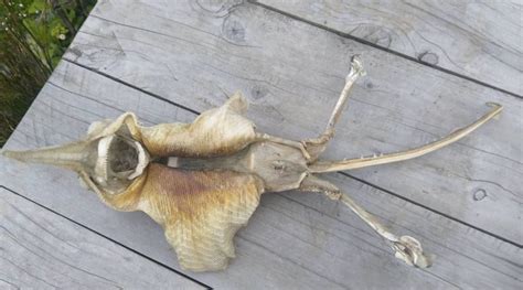 Alien Mysterious Sea Creature Washes Up In New Zealand Unexplained