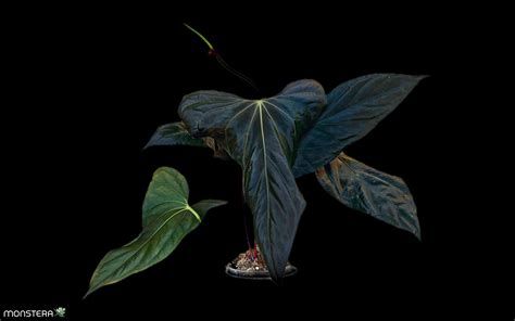 Introducing The Anthurium Holy Grail Sp Nov Df Monsterax
