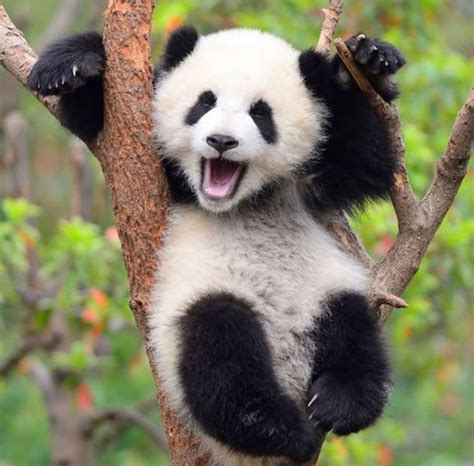 Pin By Sharry Huyck On K K K K In 2020 Cute Panda Cute Baby Animals