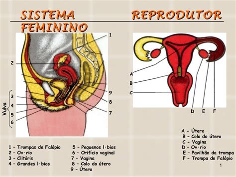 Aula 10 Sistema Reprodutor Feminino
