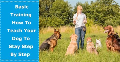 Basic Training How To Teach Your Dog To Stay Step By Step Petxu