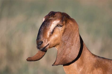 15 Floppy Eared Goat Breeds You Will Love Bestpetsblog
