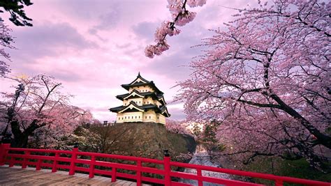 Ultimate 2023 Cherry Blossom Japan Guide — Everything You Need To Know