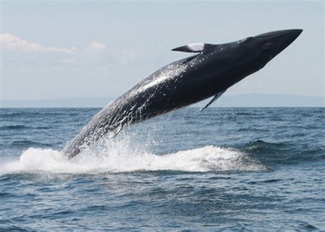 Can rorqual dock at npc stations? Minke Whale — MICS