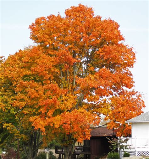 Acer Saccharum Sugar Maple Tree In Fall Colors Hilltop