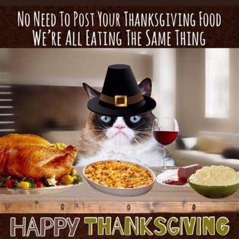 20 Memes De Chat Pour Thanksgiving Pour Votre Ami Mushy Romantikes