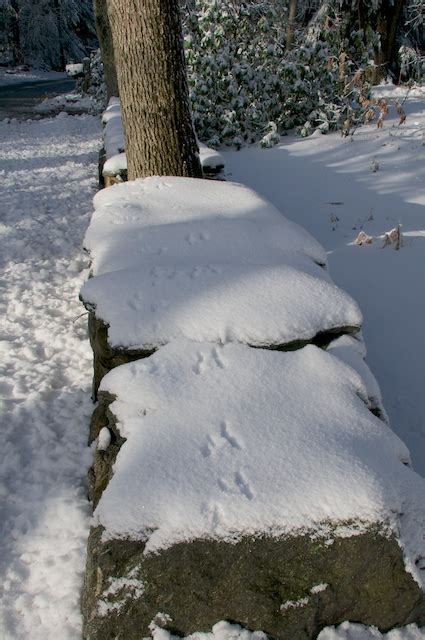 There have been a of questions, about the fisher cat in connecticut. Fisher Cat Tracks | HenCam