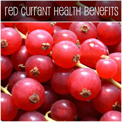 Red Currant Health Benefits And Nutrition Caloriebee