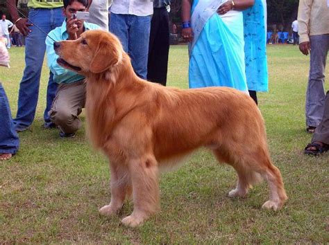 The Most Loyal Dog Breeds Loyal Dog Breeds Loyal Dogs Golden Retriever