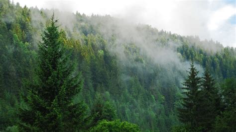 Forest From Above Widescreen Wallpapers 25663 - Baltana