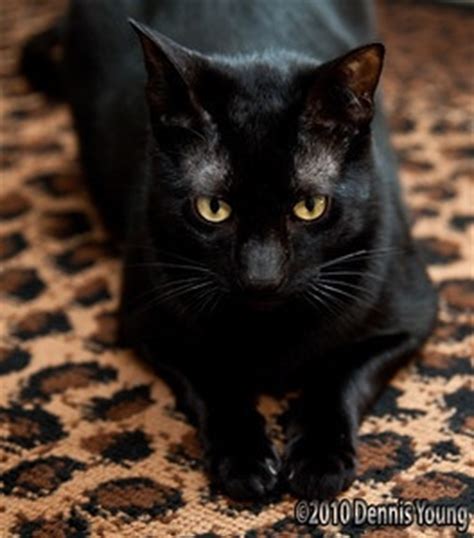 Editor's choice popular images popular videos popular searches. Black Savannah Cat | I need a new friend | Pinterest