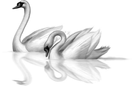 Two White Swans Clip Art Swan Drawing Art Clip Art
