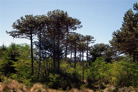 Ciudad chilena de la ix región, artículo de wikipedia. Facultad de Ciencias Agropecuarias y Forestales UFRO
