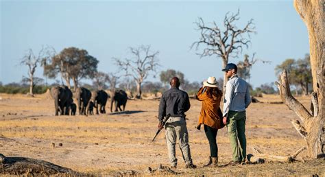 Outstanding Safaris In Zimbabwe Expert Africa