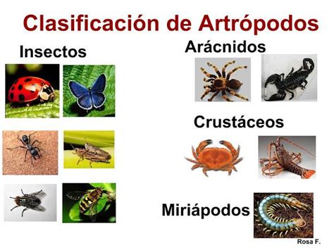 Clase De Artrópodos Plants Blog