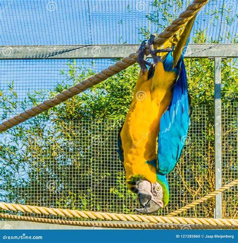 Funny Macaw Parrot Hanging Upside Down On Tree Branch Stock Photography