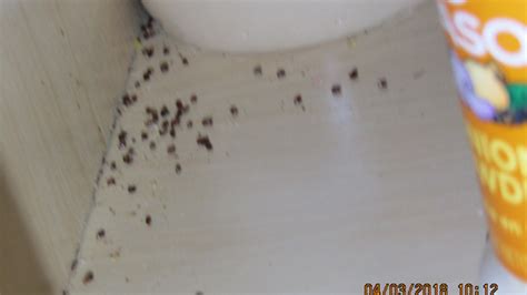 Lakeland Senior Living Apartment Infested With Bed Bugs