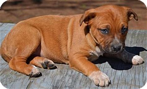Available mixes poodle puppies for sale round the country Capri | Adopted Puppy | KN | Staunton, VA | Blue Heeler ...