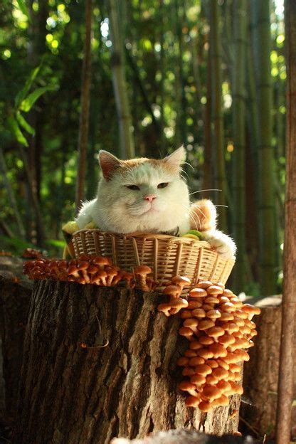 Can a cat eat mushrooms? Can Cats Eat Mushrooms? Are Mushrooms Safe For Cats? in ...