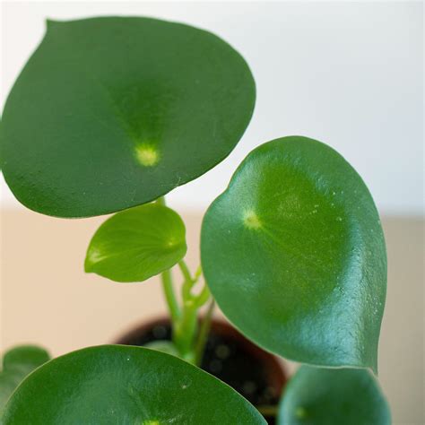 Peperomia Raindrop Indoor Plant Tropical Plant Potted Plant