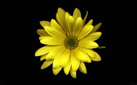 Yellow Colour Flower Wallpaper