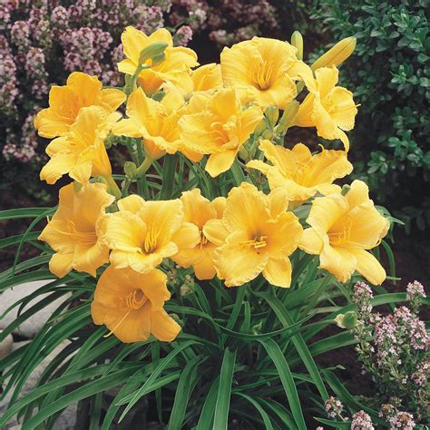 Spring Hill Nurseries Yellow Flowers Stella Doro Daylily Hemerocallis