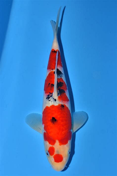Koi.com -Koi Details - Sakai Sanke