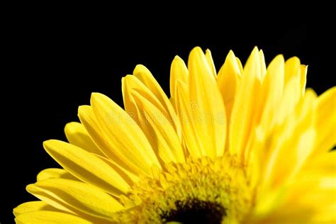 Beautiful Daisy Stock Image Image Of Fresh Blooming 7363549