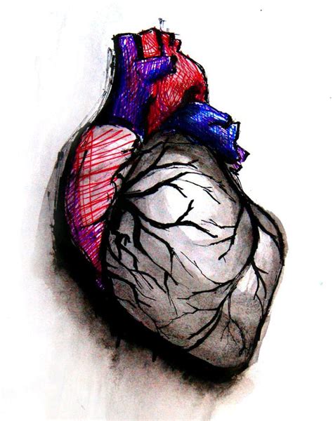 Anatomically Correct Heart Drawing Free Download On Clipartmag