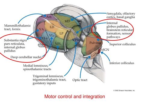 Thalamus And Its Connection