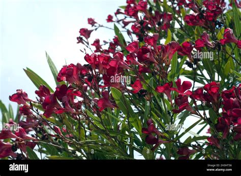 Oleander Nerium Oleander Poisonous Plant Wild Plants Stock Photo