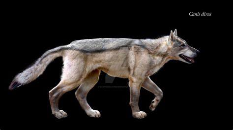 Canis Dirus Dire Wolf Prehistoric Animals Mammals