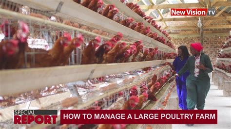The most advanced of the livestock sector, the poultry industry is the most commercialized and integrated in its production system. How to manage a large poultry farm - YouTube