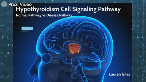 Hypothyroidism Cell Signaling Pathway By Lauren Giles On Prezi Video