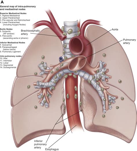 Bronchial Arteries And Lymphatics Of The Lung Thoracic Surgery Clinics