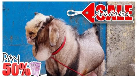 Gulabi Malwa Goat Full Garam At Star Goats Farm Asif Std Youtube
