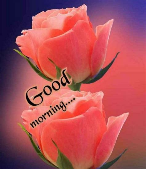 318 Best Good Morning Rose Images Gulab Rose Good Morning Pics
