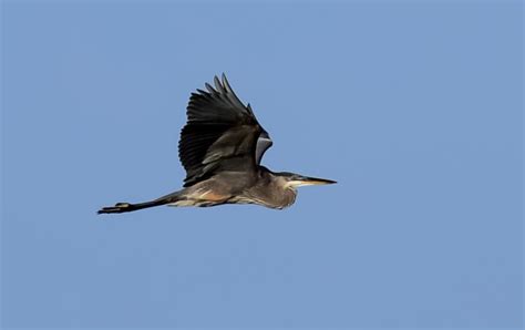 Great blue heron in flight. Great blue heron are focus of aquatic inhabitants lecture ...
