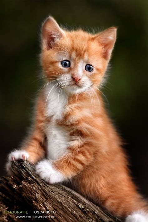 Red Kitten By Vadalein On Deviantart Товары для животных