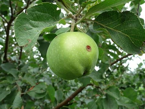How To Plant Apple Tree Cuttings Hunker