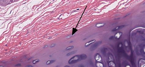 Cartilage Histology