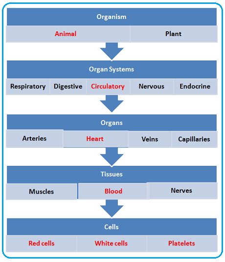 Tissues Organs Systems Biology Notes For Igcse 2014