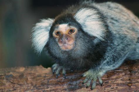 Free Images Hair View Wildlife Fur Mammal Fauna Primate Close