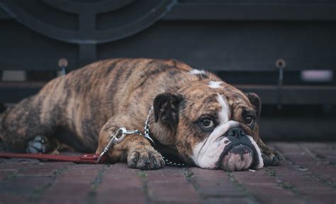 Free Images Puppy Boxer Leash Vertebrate Old English Bulldog Dog