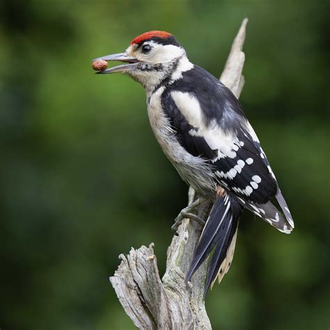 Great Spotted Woodpecker By Clive Daelman Birdguides