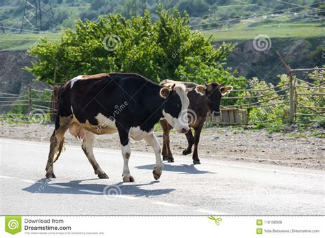Herd Of Cows In Baksan Gorge In The Caucasus Mountains In Russia Stock
